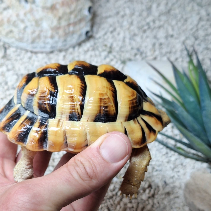 Baby Egyptian Tortoise - Image 2