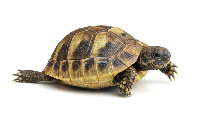 Baby Hermanns Tortoise (Dalmatian)