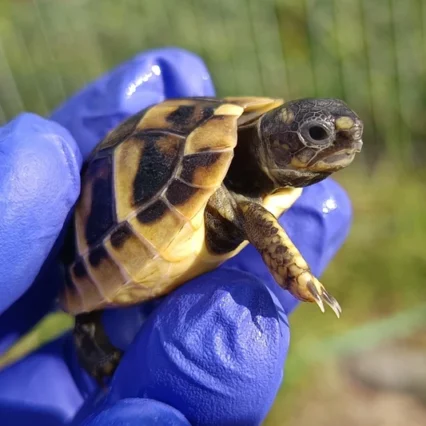 Baby Hermanns Tortoise (Eastern)