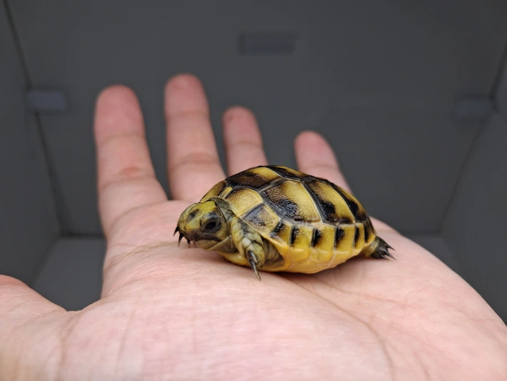 Baby (Syrian) Greek Tortoise - Image 2