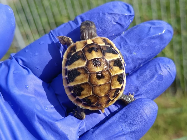 Baby Hermanns Tortoise (Eastern) - Image 2