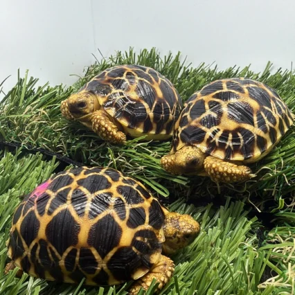 Big baby Burmese Star Tortoise (14-16 month olds)