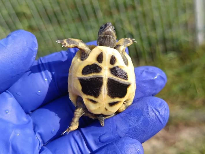 Baby Hermanns Tortoise (Eastern) - Image 3