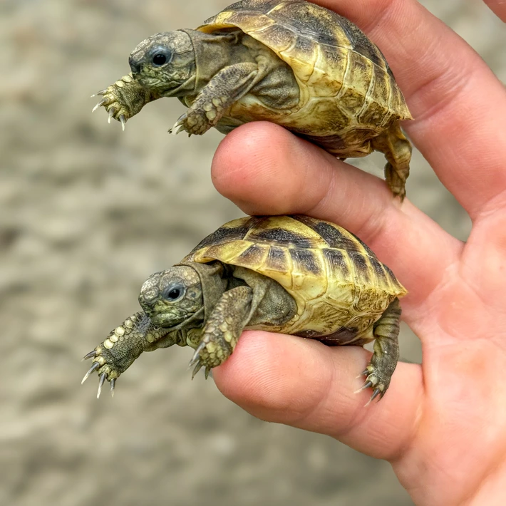 Baby Hermanns Tortoise (Dalmatian) - Image 3