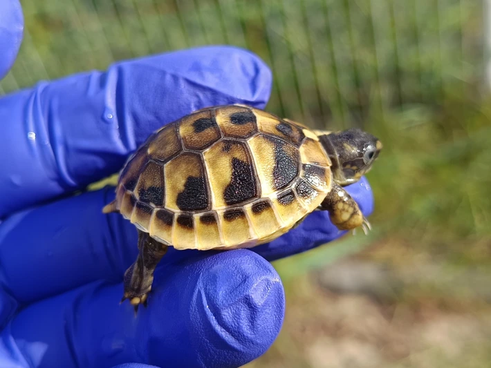 Baby Hermanns Tortoise (Eastern) - Image 4