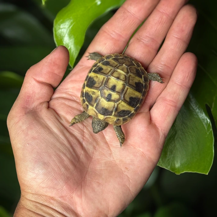 Baby Hermanns Tortoise (Dalmatian) - Image 4