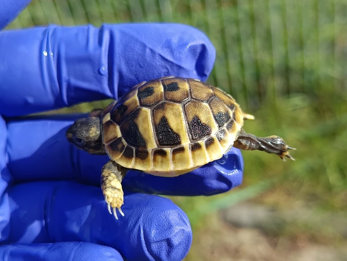 Baby Hermanns Tortoise (Eastern) - Image 5