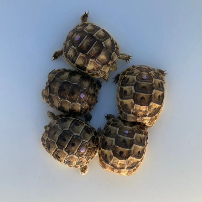 Baby (Jordanian) Greek Tortoise