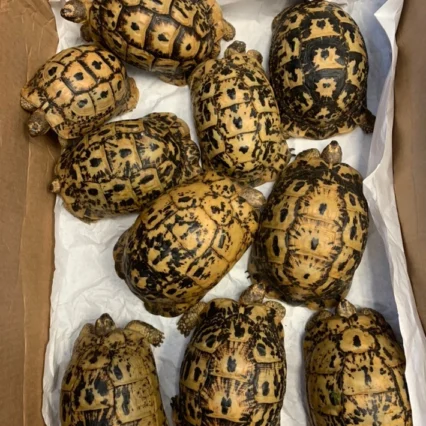 Baby (Libyan) Greek Tortoise
