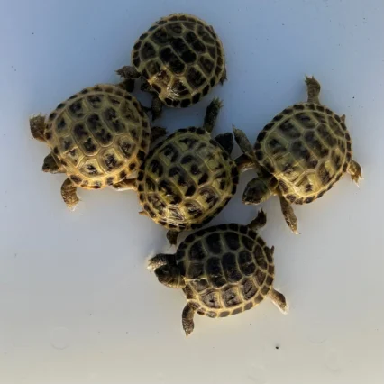 Baby Russian Tortoise