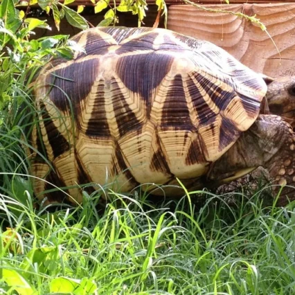 Baby Burmese Star Tortoise (March/April 2026 babies)