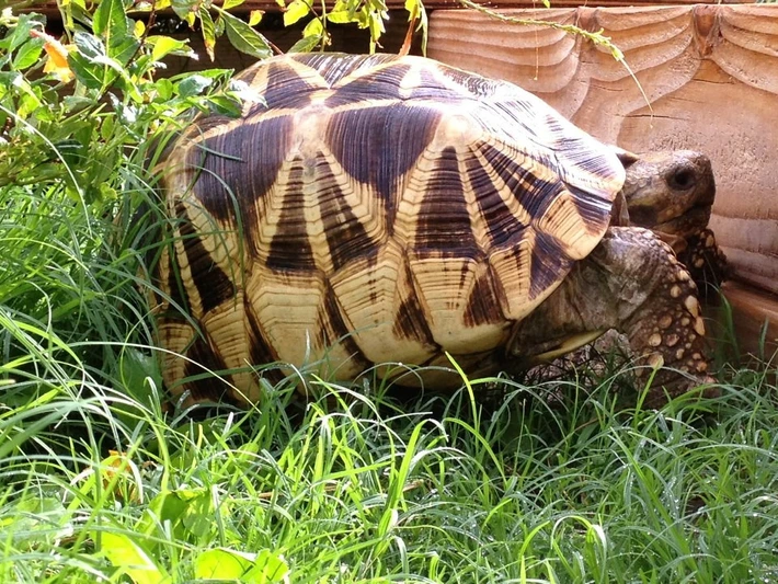 Baby Burmese Star Tortoise (March/April 2026 babies)