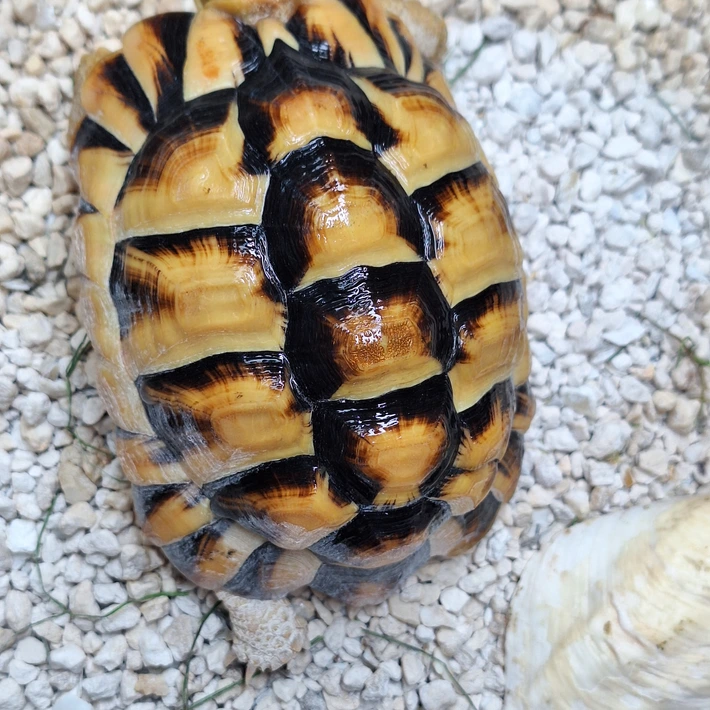 Baby Egyptian Tortoise - Image 3
