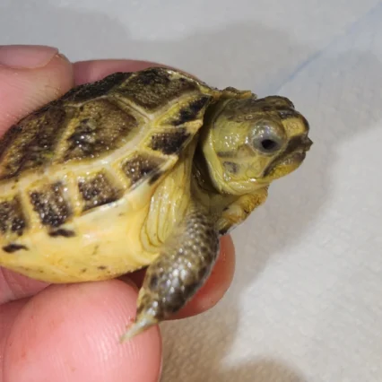 Russian Tortoise 4"