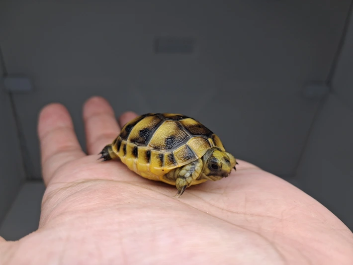 Baby (Syrian) Greek Tortoise - Image 3