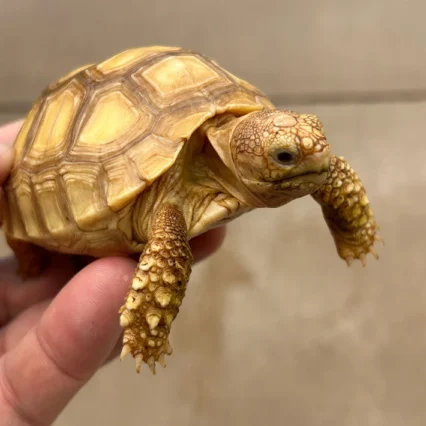 Juvenile "Ivory" Sulcata Tortoise