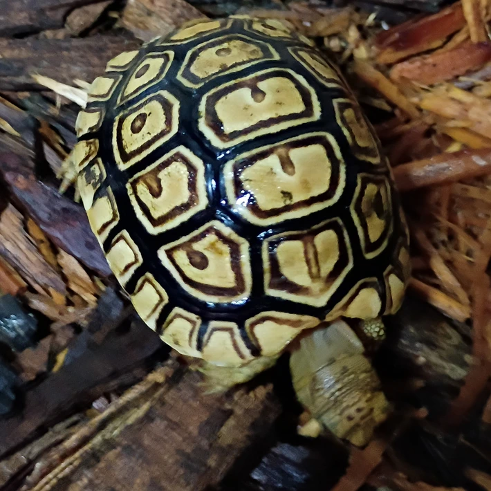 Baby Leopard Tortoise - Image 2