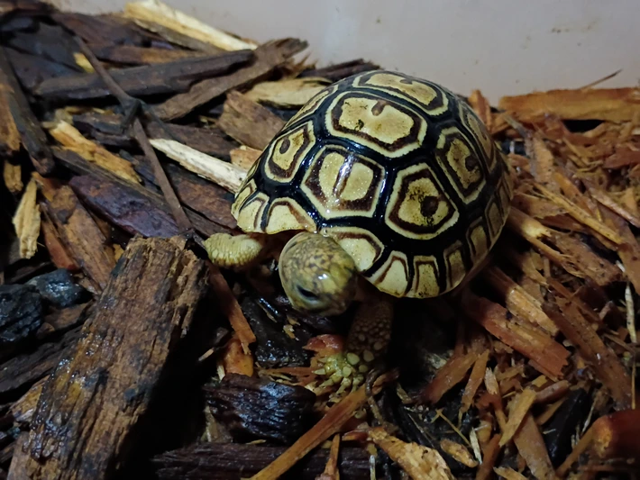 Baby Leopard Tortoise - Image 3