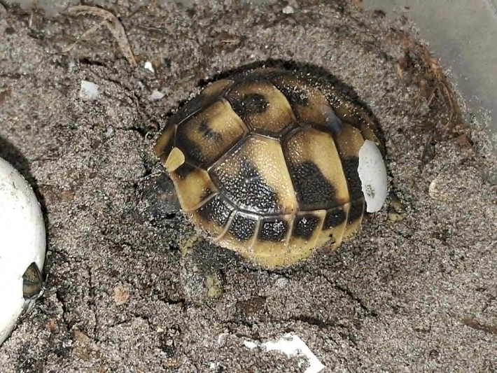 Hermanns (Dalmatian) - Adult Female - Image 2