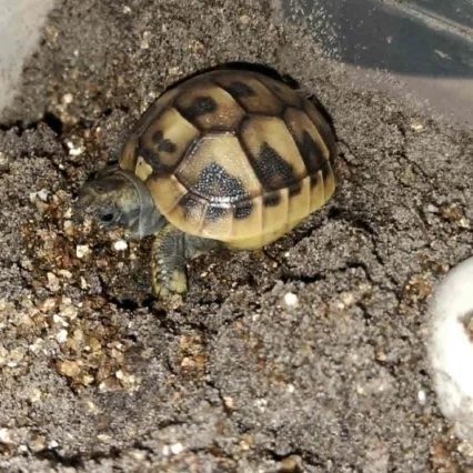 Hermanns (Dalmatian) - Adult Female