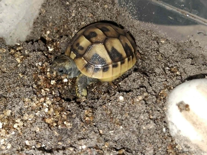 Hermanns (Dalmatian) - Adult Female