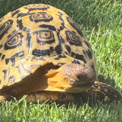 South African Giant Leopard Tortoise