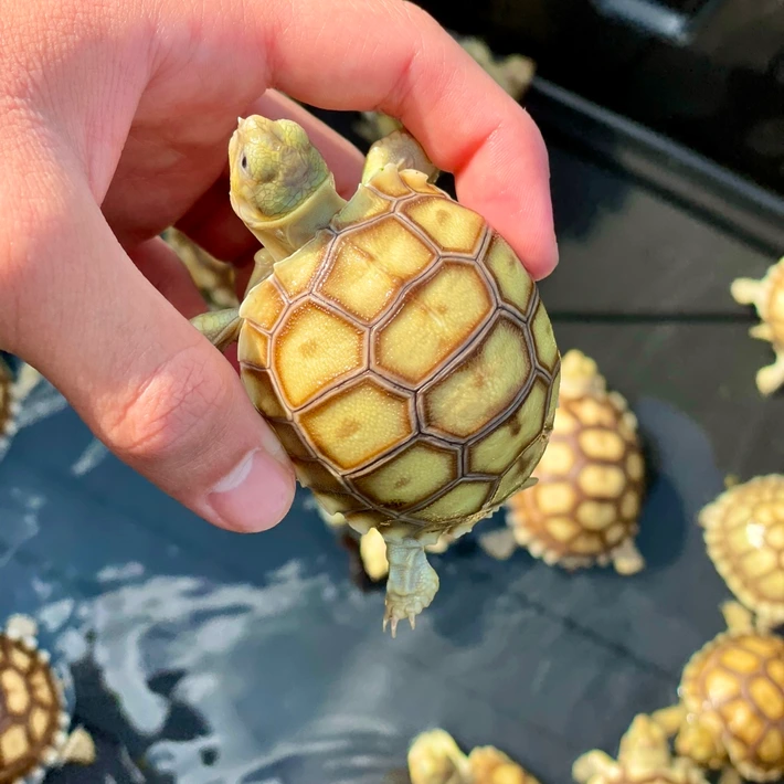 Adorable Baby Sulcata Tortoises