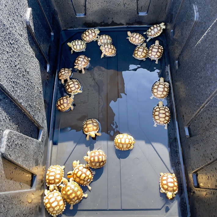 Adorable Baby Sulcata Tortoises - Image 3
