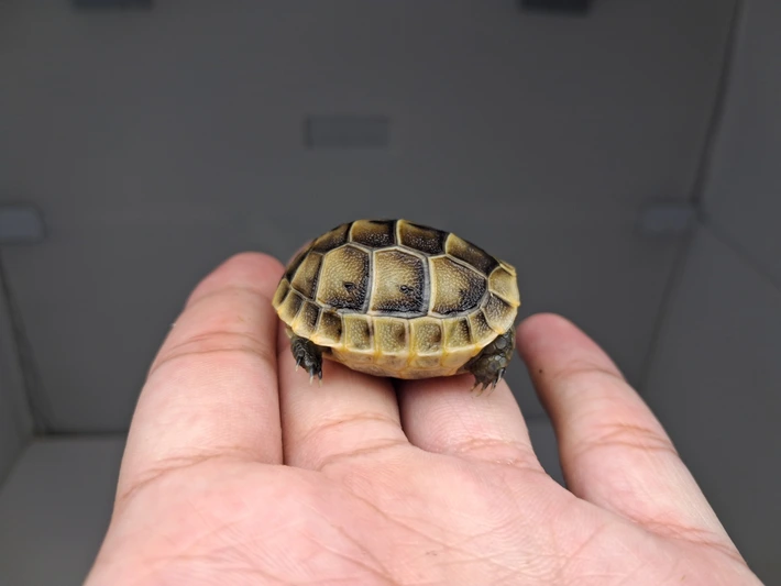 Baby (Southern Ibera) Greek Tortoise - Image 2