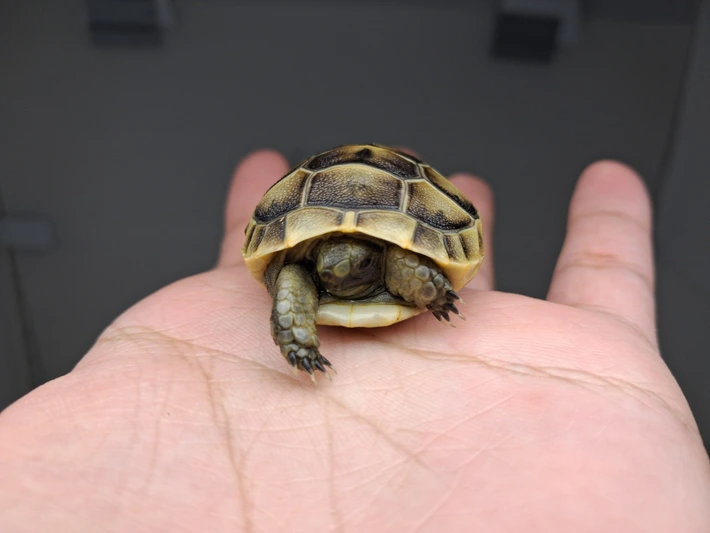 Baby (Southern Ibera) Greek Tortoise