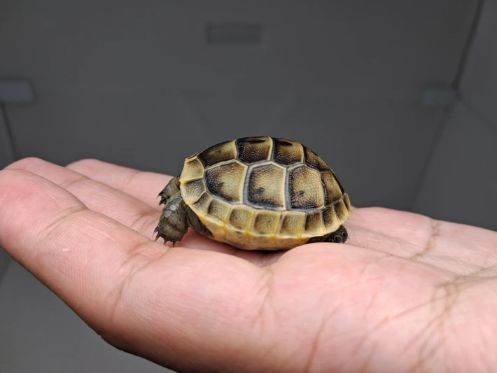Baby (Southern Ibera) Greek Tortoise - Image 3