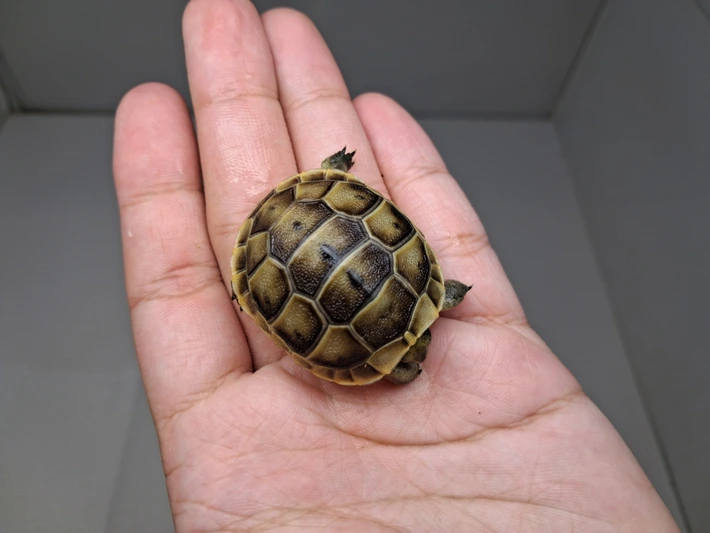Baby (Southern Ibera) Greek Tortoise - Image 4