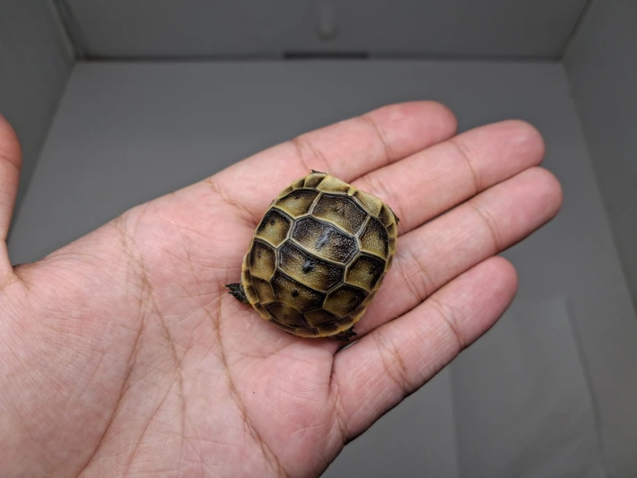 Baby (Southern Ibera) Greek Tortoise - Image 5