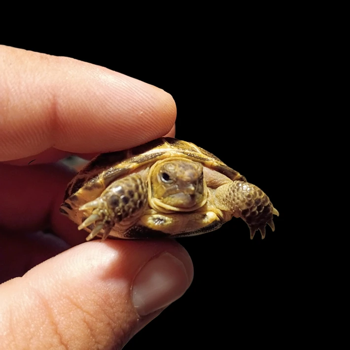 Baby Russian Tortoise - Image 2