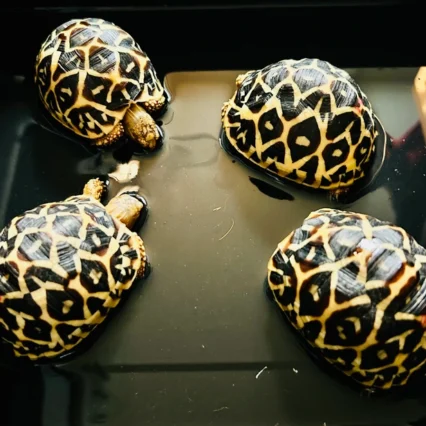 Baby Sri Lankan Star Tortoise