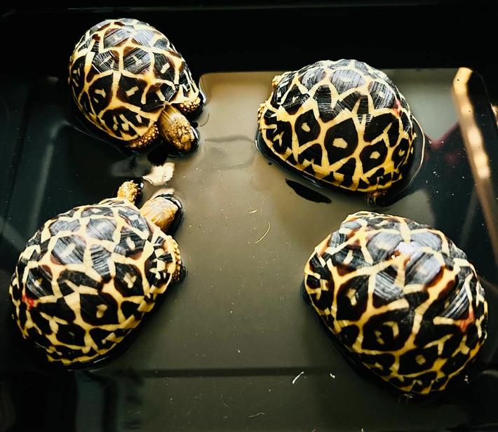 Baby Sri Lankan Star Tortoise