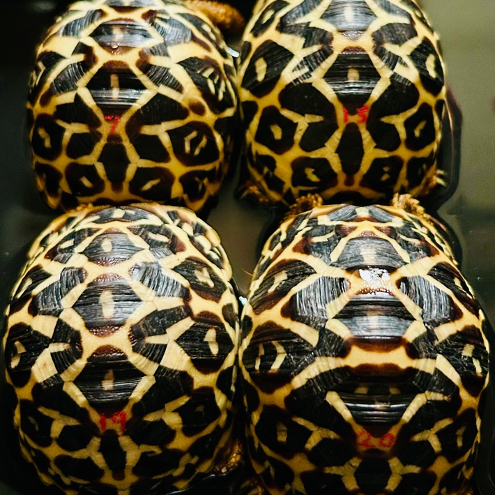 Baby Sri Lankan Star Tortoise - Image 2