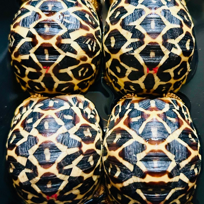 Baby Sri Lankan Star Tortoise - Image 3