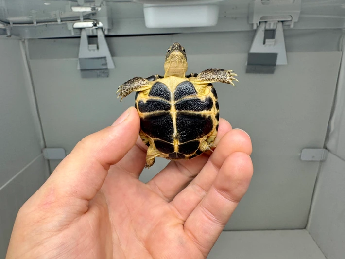 Baby Russian Tortoise - B Grade - Image 2