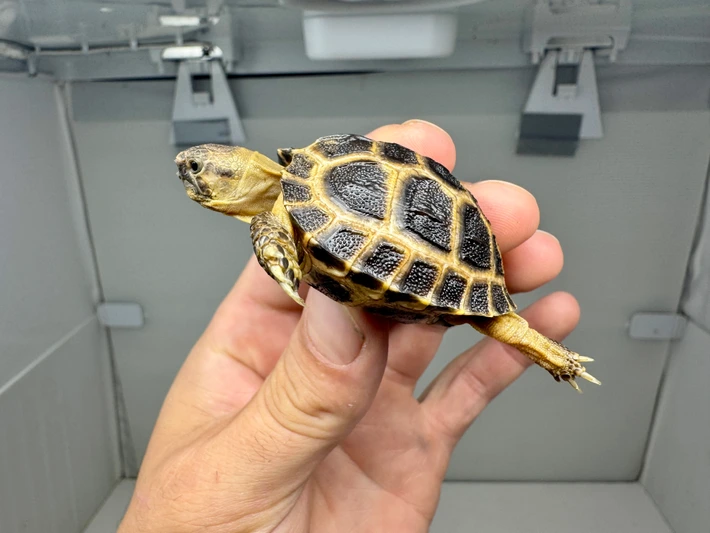 Baby Russian Tortoise - B Grade - Image 3