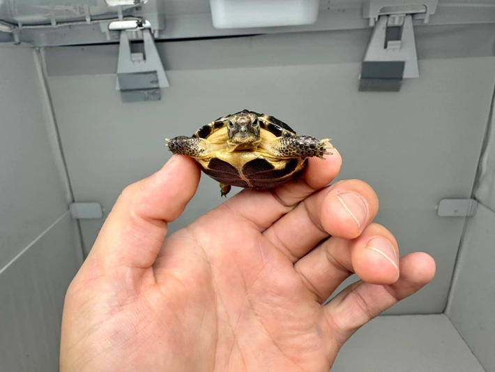 Baby Russian Tortoise - B Grade - Image 4