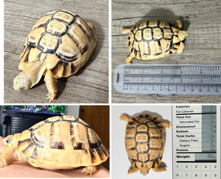 Egyptian Tortoise - Image 2