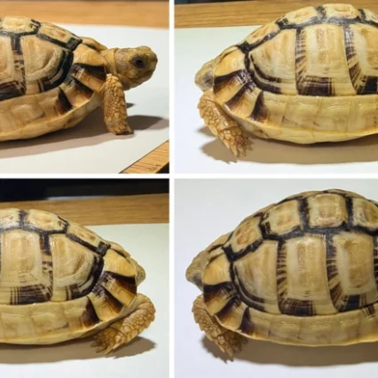 Egyptian Tortoise