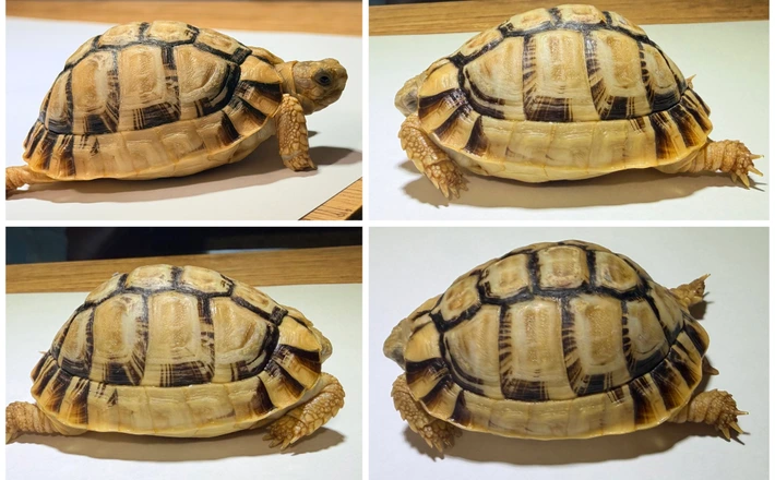 Egyptian Tortoise