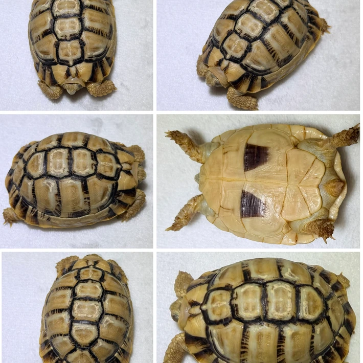 Egyptian Tortoise - Image 3