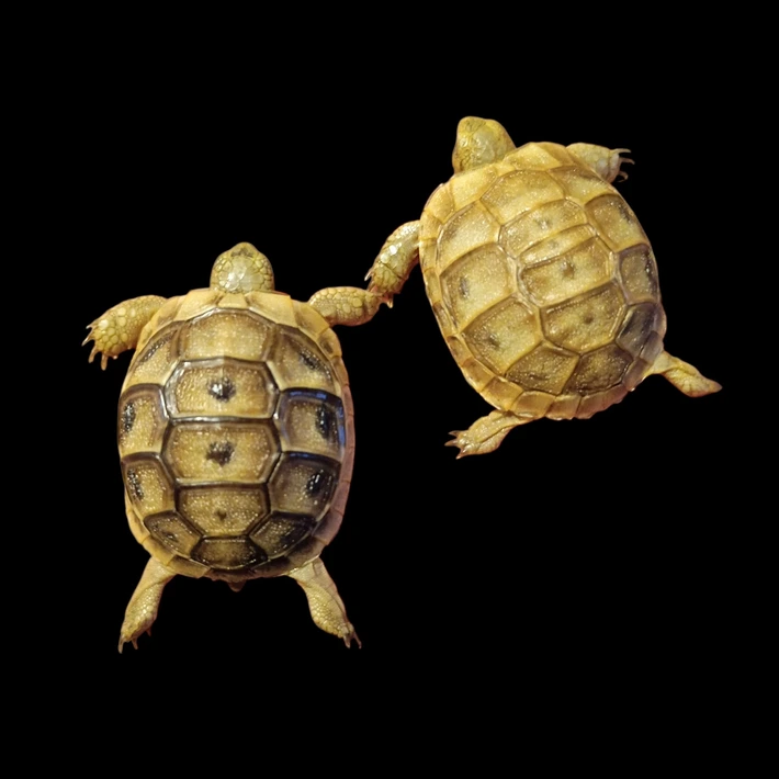 Baby (Golden) Greek Tortoise - Image 2