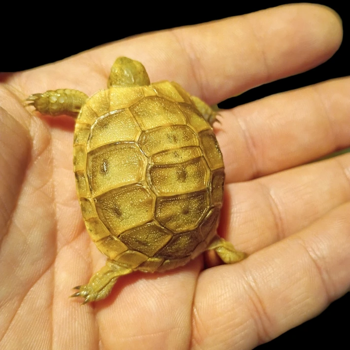 Baby (Golden) Greek Tortoise