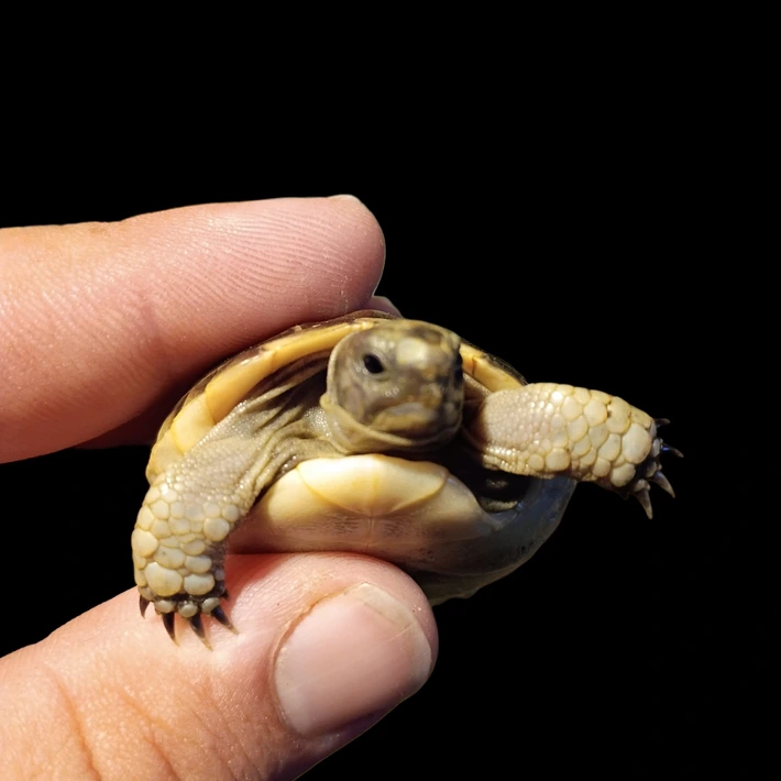 Ibera Greek Tortoises