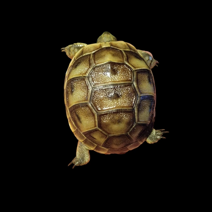 Ibera Greek Tortoises - Image 3