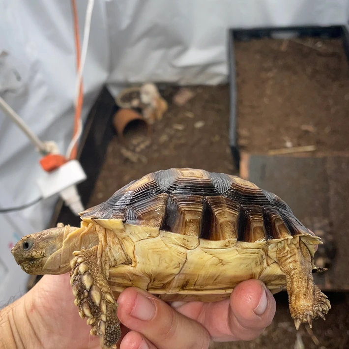 Sulcata 15 Month PREMIUM CARE - Image 5